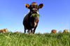 New Zealand wants to tax cow farts