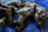 Rare discovery in Canada of a mummified baby woolly mammoth: it would have died more than... 30,000 years ago