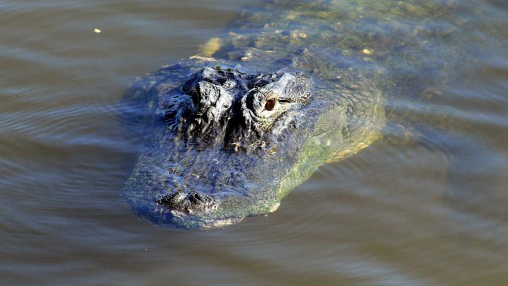 United States: human remains found in a four-metre alligator in Florida