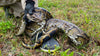 A 5-metre python swallows a woman in Indonesia: she was discovered after the animal's stomach was cut open