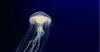 17-year-old dies after being stung by a hand of death, the most venomous jellyfish known to date.